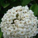 Viburnum carlcephalum